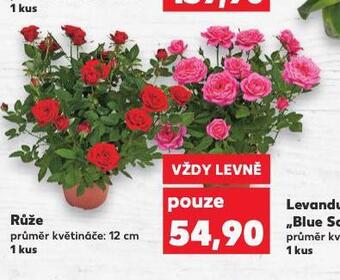 Kaufland Růže nabídka