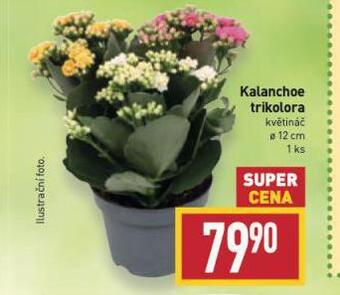 Kalanchoe trikolora