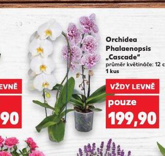 Kaufland Orchidea - phalaenopsis nabídka