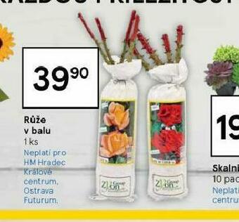Tesco Růže v balu nabídka