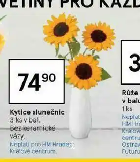 Kytice slunečnice