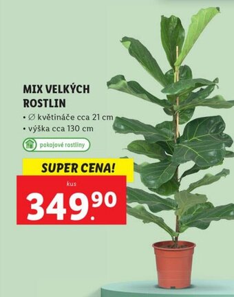Lidl MIX VELKÝCH ROSTLIN nabídka