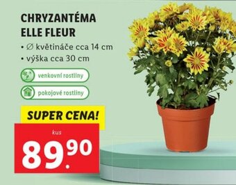 Lidl CHRYZANTÉMA ELLE FLEUR nabídka