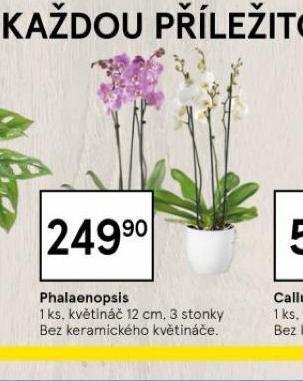 Tesco Orchidea - phalaenopsis nabídka
