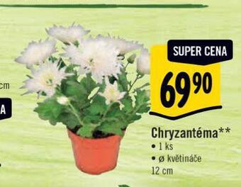 Albert Chryzantéma nabídka