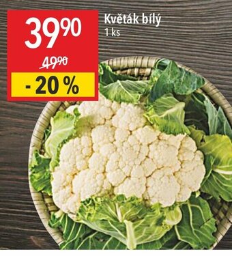 Globus Květák bílý nabídka