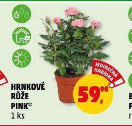 Penny Market Hrnkové růže nabídka