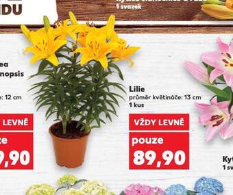 Kaufland Lilie nabídka