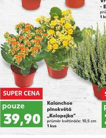 Kaufland Kalanchoe nabídka