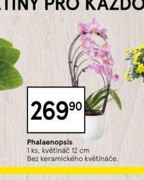 Tesco Orchidea - phalaenopsis nabídka