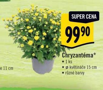 Albert Chryzantéma nabídka