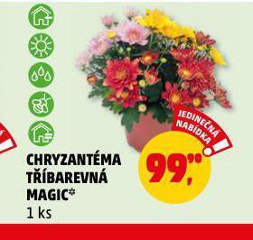 Penny Market Chryzantéma nabídka