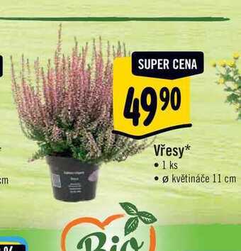 Albert Vřesy, pr. květináče 11 cm nabídka