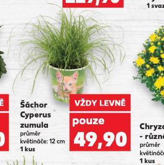 Šáchor cyperus zumula
