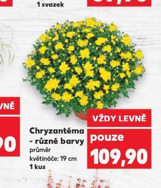 Kaufland Chryzantéma nabídka