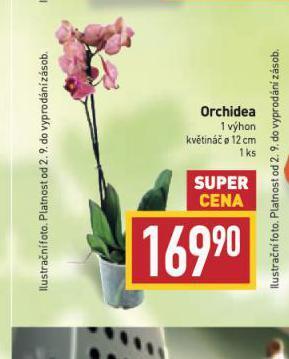 Billa Orchidea nabídka