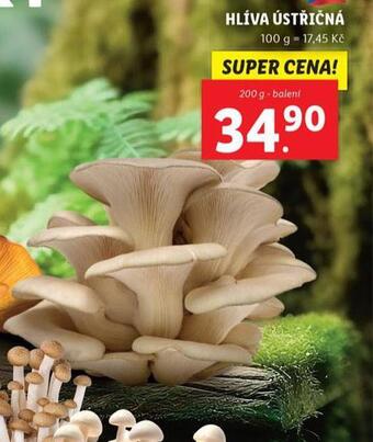 Lidl Hlíva ústřičná nabídka
