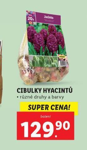Lidl Cibulky hyacintů nabídka