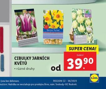 Lidl Cibulky jarních květů nabídka