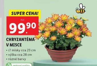 Lidl Chryzantéma v misce nabídka