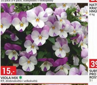 Baumax Viola mix nabídka