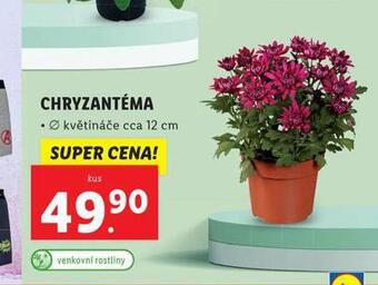 Lidl Chryzantéma nabídka