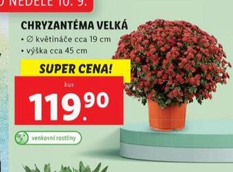 Lidl Chryzantéma nabídka