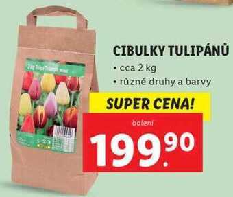 Lidl Cibulky tulipánů cca 2 kg nabídka