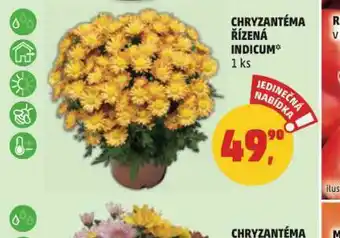 Penny Market Chryzantéma řízená nabídka