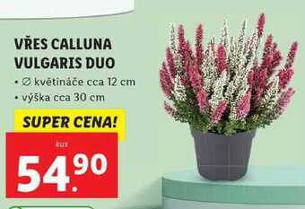 Lidl Vřes calluna vulgaris duo nabídka