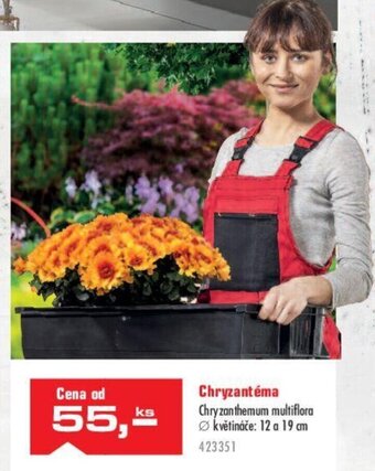 Uni Hobby Chryzantéma nabídka