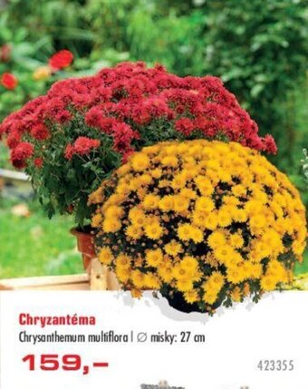Uni Hobby Chryzantéma nabídka
