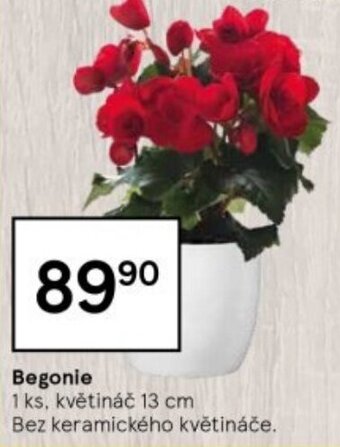 Begonie