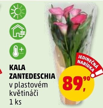Penny Market KALA ZANTEDESCHIA nabídka