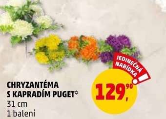 CHRYZANTÉMA S KAPRADÍM PUGET