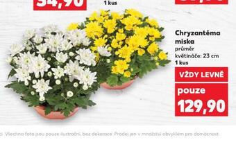Kaufland Chryzantéma miska nabídka