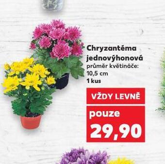 Kaufland Chryzantéma jednovýhonová nabídka
