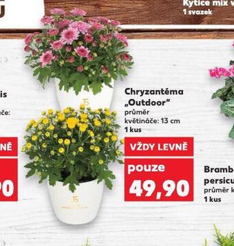 Kaufland Chryzantéma outdoor nabídka