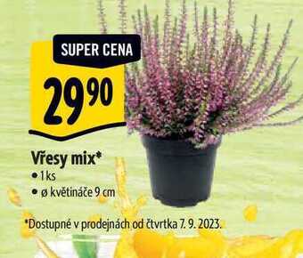Albert Vřesy mix, pr květináče 9 cm nabídka