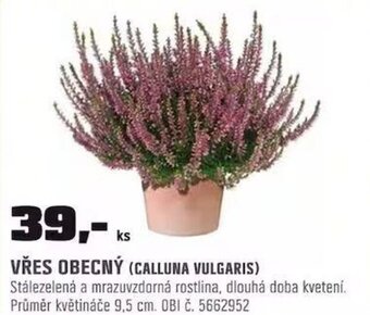 OBI VŘES OBECNÝ (CALLUNA VULGARIS) nabídka