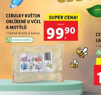 Lidl Cibulky květin oblíbené u včel a motýlů nabídka