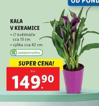 Lidl Kala v keramice nabídka