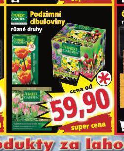 Norma Podzimní cibuloviny nabídka