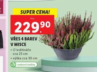 Lidl Vřes nabídka