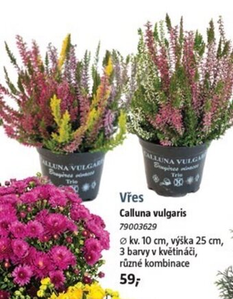 Bauhaus Vřes Calluna vulgaris nabídka