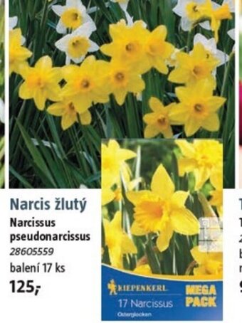 Narcis žlutý
