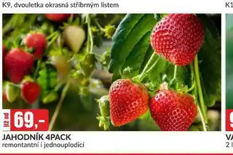Jahodník 4pack