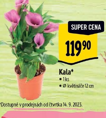 Albert Kala nabídka