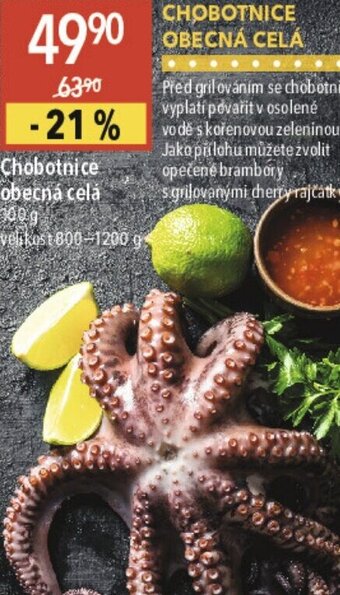 Globus Chobotnice obecná celá nabídka