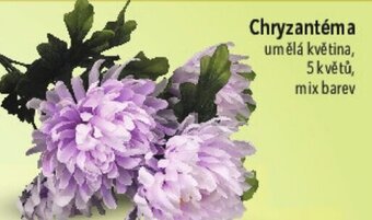 Globus Chryzantéma nabídka
